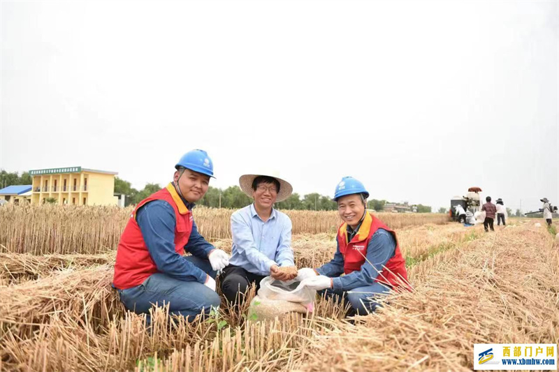 国网咸阳供电公司:电力遇见“金色”夏天(图1) 国网咸阳供电公司:电力遇见“金色”夏天(图1)