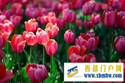 这是春光里的西宁(图1) 这是春光里的西宁(图1)