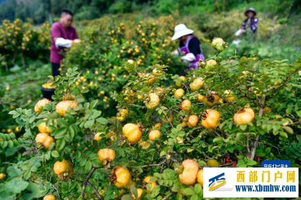 贵州对话墨西哥城:两种“刺梨”,共品丰收甜蜜(图1) 贵州对话墨西哥城:两种“刺梨”,共品丰收甜蜜(图1)