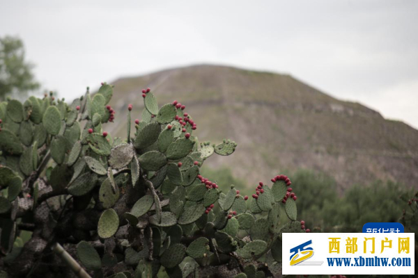 贵州对话墨西哥城:两种“刺梨”,共品丰收甜蜜(图3) 贵州对话墨西哥城:两种“刺梨”,共品丰收甜蜜(图3)