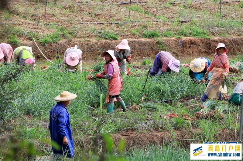 云南曲靖:仲夏农事忙(图3) 云南曲靖:仲夏农事忙(图3)
