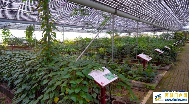 “山上种药 山下制药 山中康养”——广西金秀打造“瑶医药之都”(图2) “山上种药 山下制药 山中康养”——广西金秀打造“瑶医药之都”(图2)