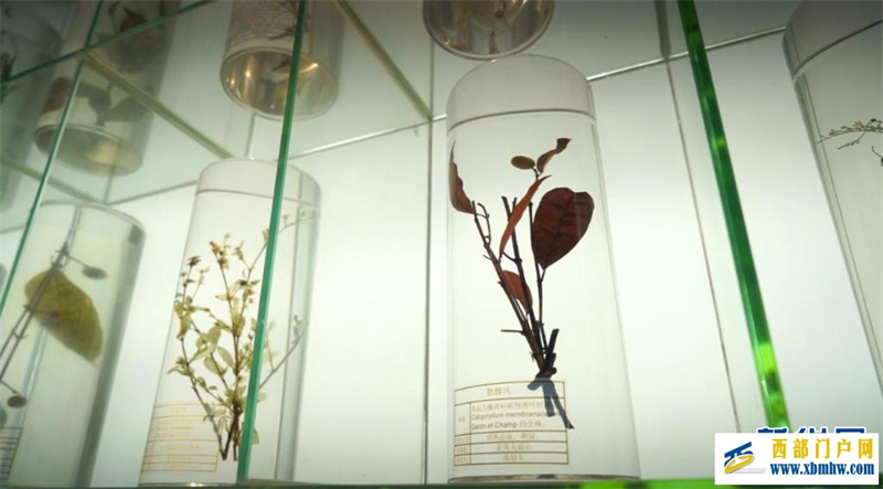 “山上种药 山下制药 山中康养”——广西金秀打造“瑶医药之都”(图3) “山上种药 山下制药 山中康养”——广西金秀打造“瑶医药之都”(图3)