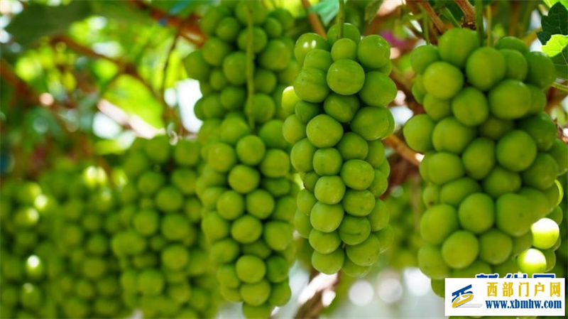 2024年云南宾川果品大会启动(图9)