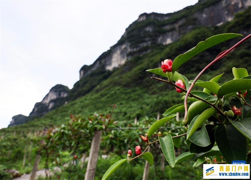 重庆彭水:中草药特色产业促农增收(图5) 重庆彭水:中草药特色产业促农增收(图5)