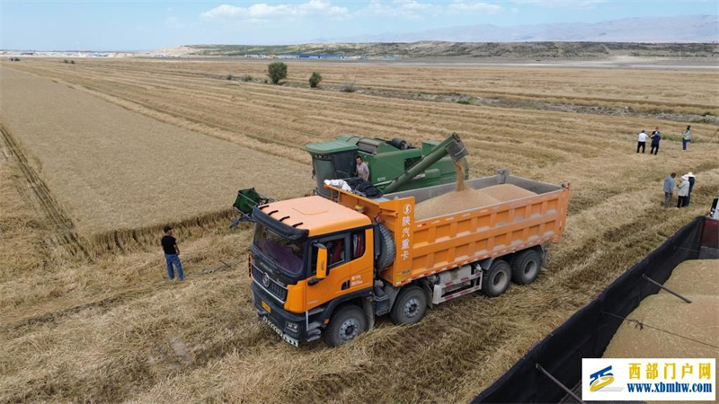 796.1公斤!新疆创全国春小麦百亩方高产纪录(图1) 796.1公斤!新疆创全国春小麦百亩方高产纪录(图1)