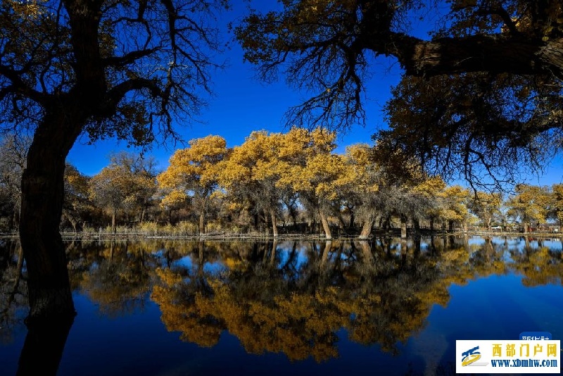 额济纳：金秋胡杨别样美(图2)