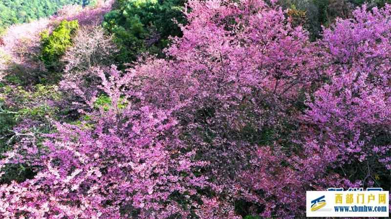 云南施甸：冬樱绽放美如画(图4)