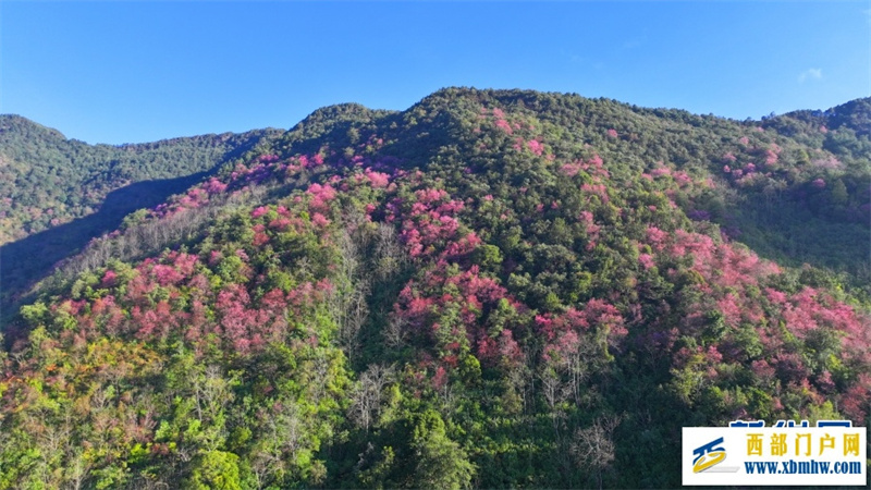 云南施甸：冬樱绽放美如画(图9)