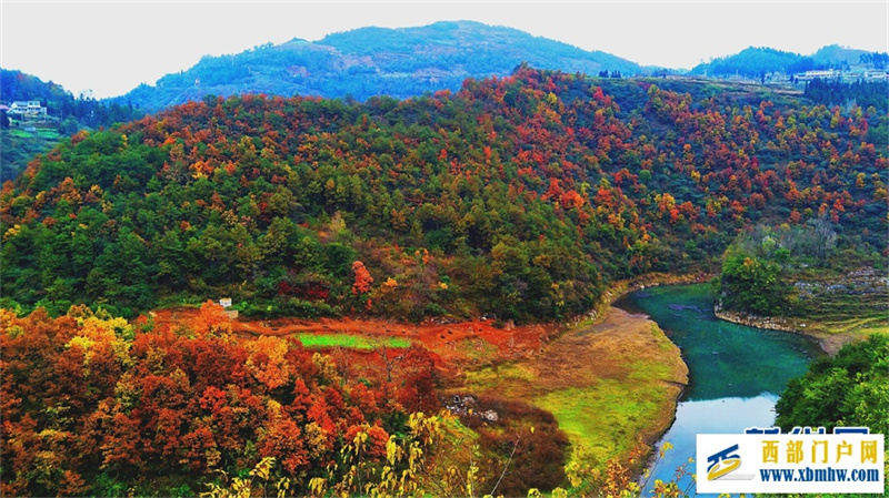 六盘水钟山区： 红叶满山 冬景如画(图6)