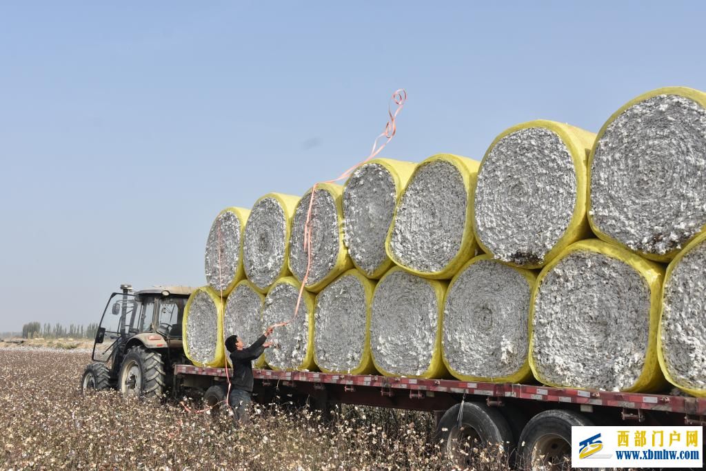 科技赋能丰收——新疆棉花采收一线见闻(图1)