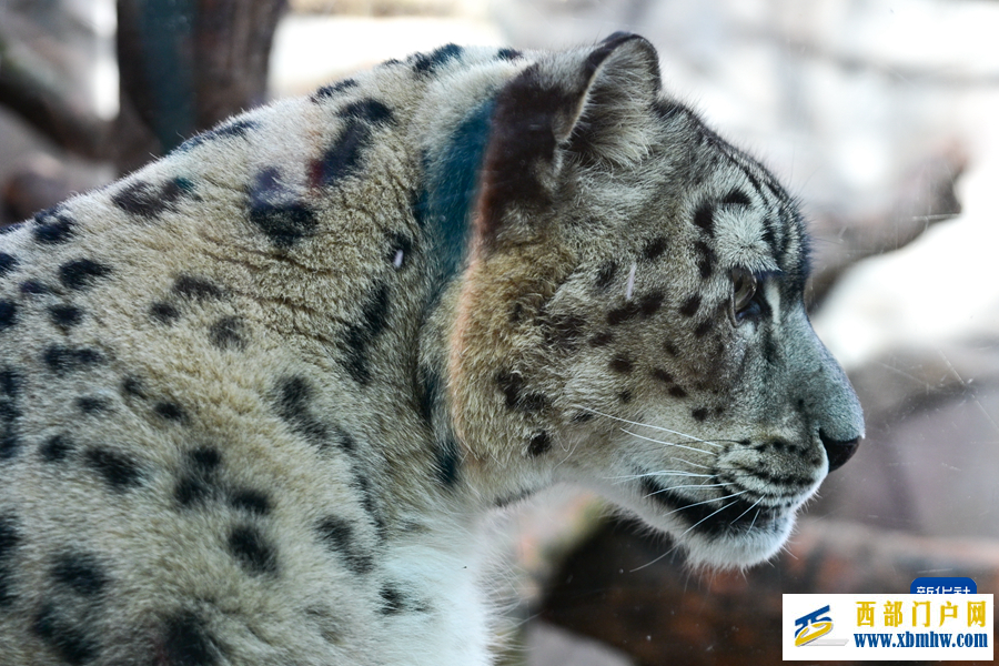 西宁野生动物园豹馆焕新改造完成(图1)