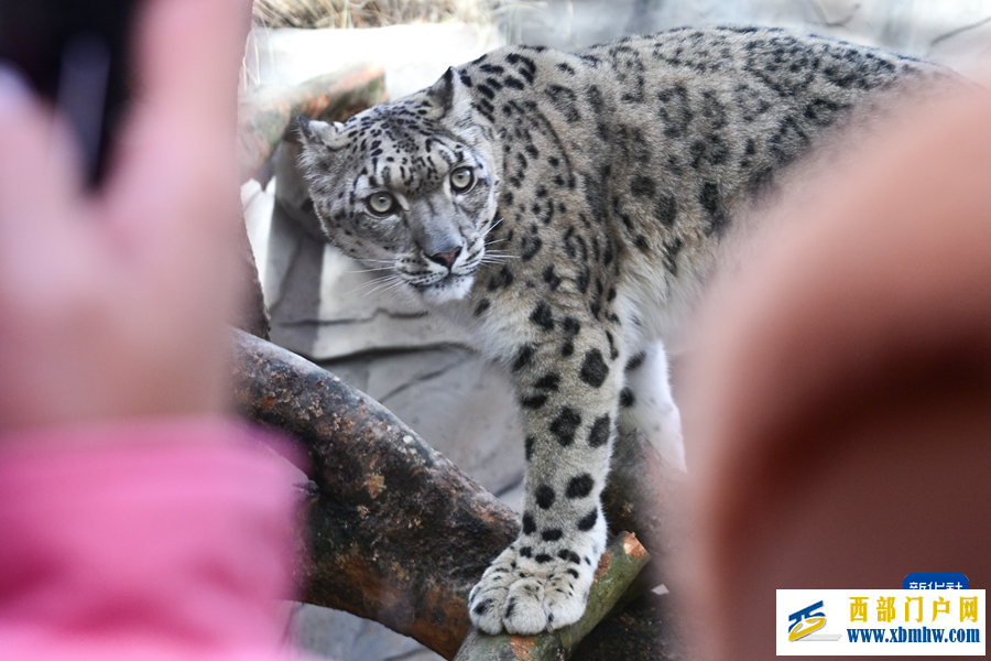 西宁野生动物园豹馆焕新改造完成(图3)