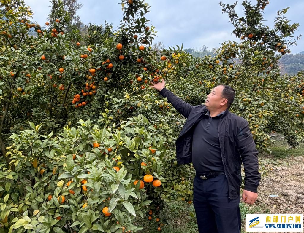 周昌战:初心绘就百坭乡村振兴新图景(图1) 周昌战:初心绘就百坭乡村振兴新图景(图1)