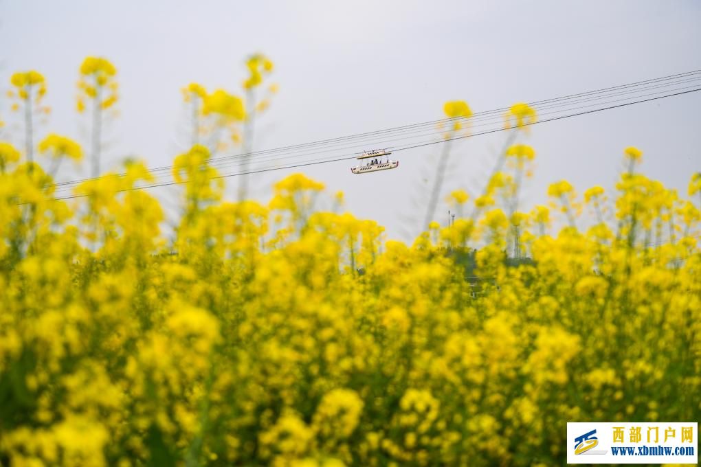 重庆潼南：油菜花开迎客来(图6)