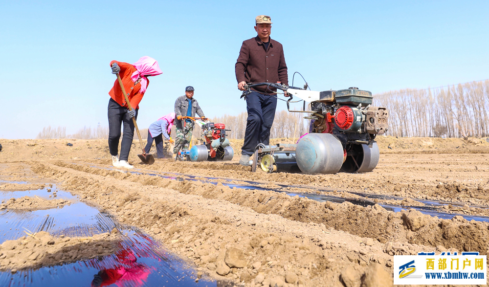甘肃张掖：制种玉米基地“穿衣”保墒(图4)